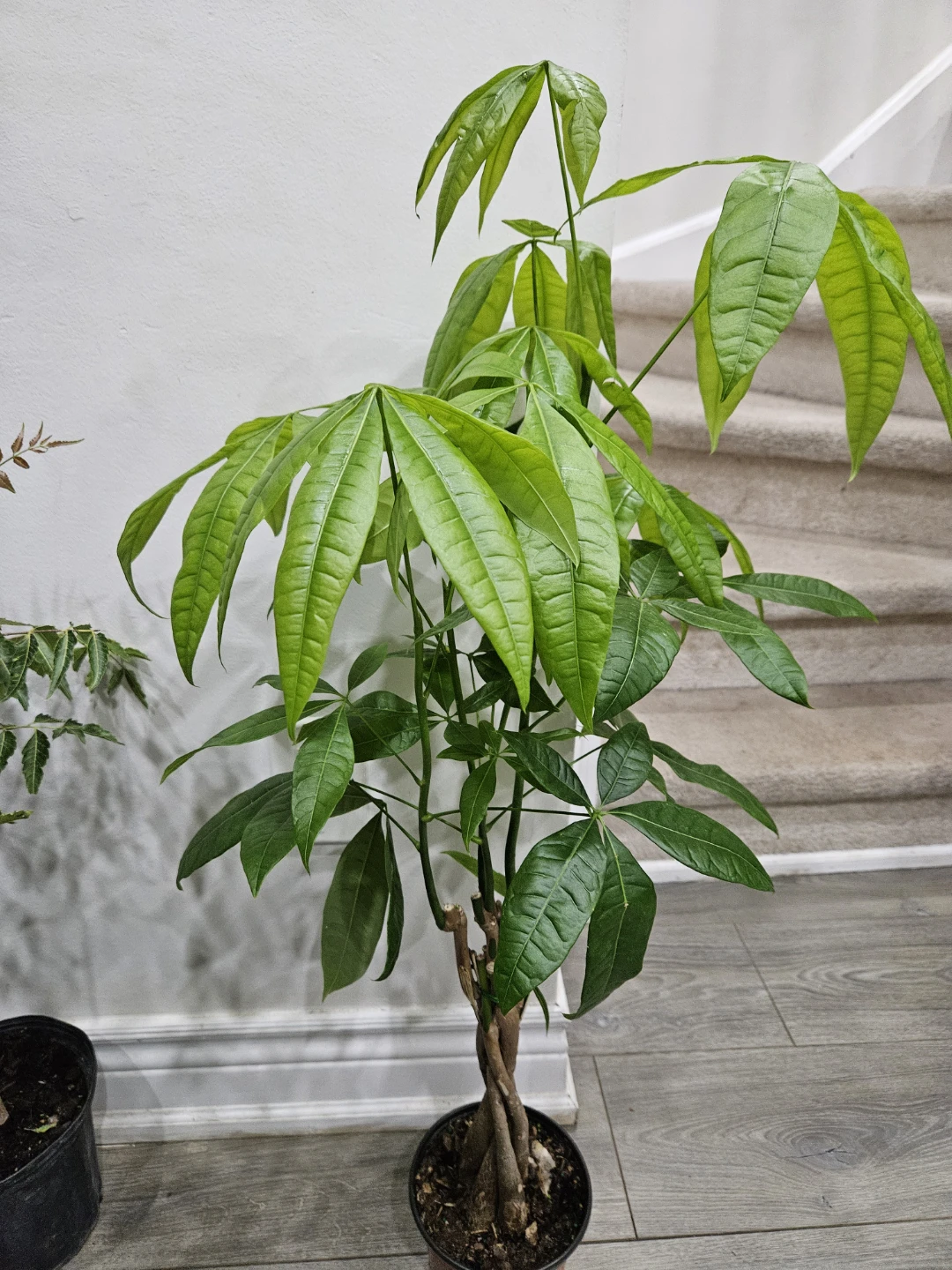 Money Tree Plant in 6"pot - photo 3