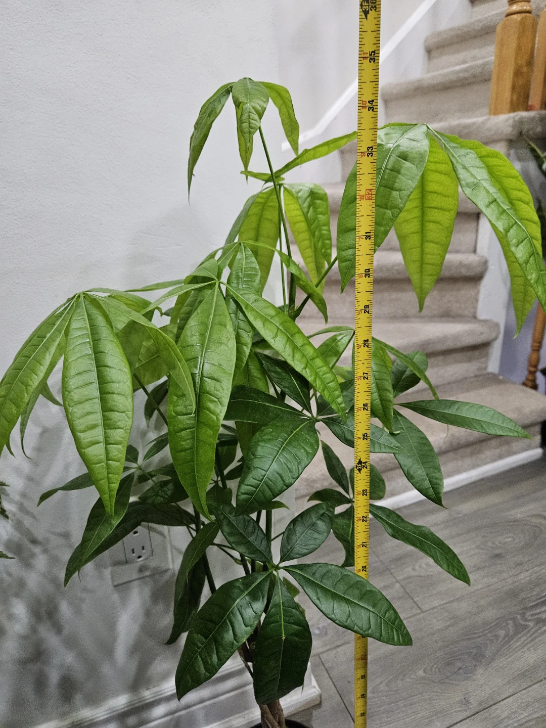 Money Tree Plant in 6"pot - photo 4