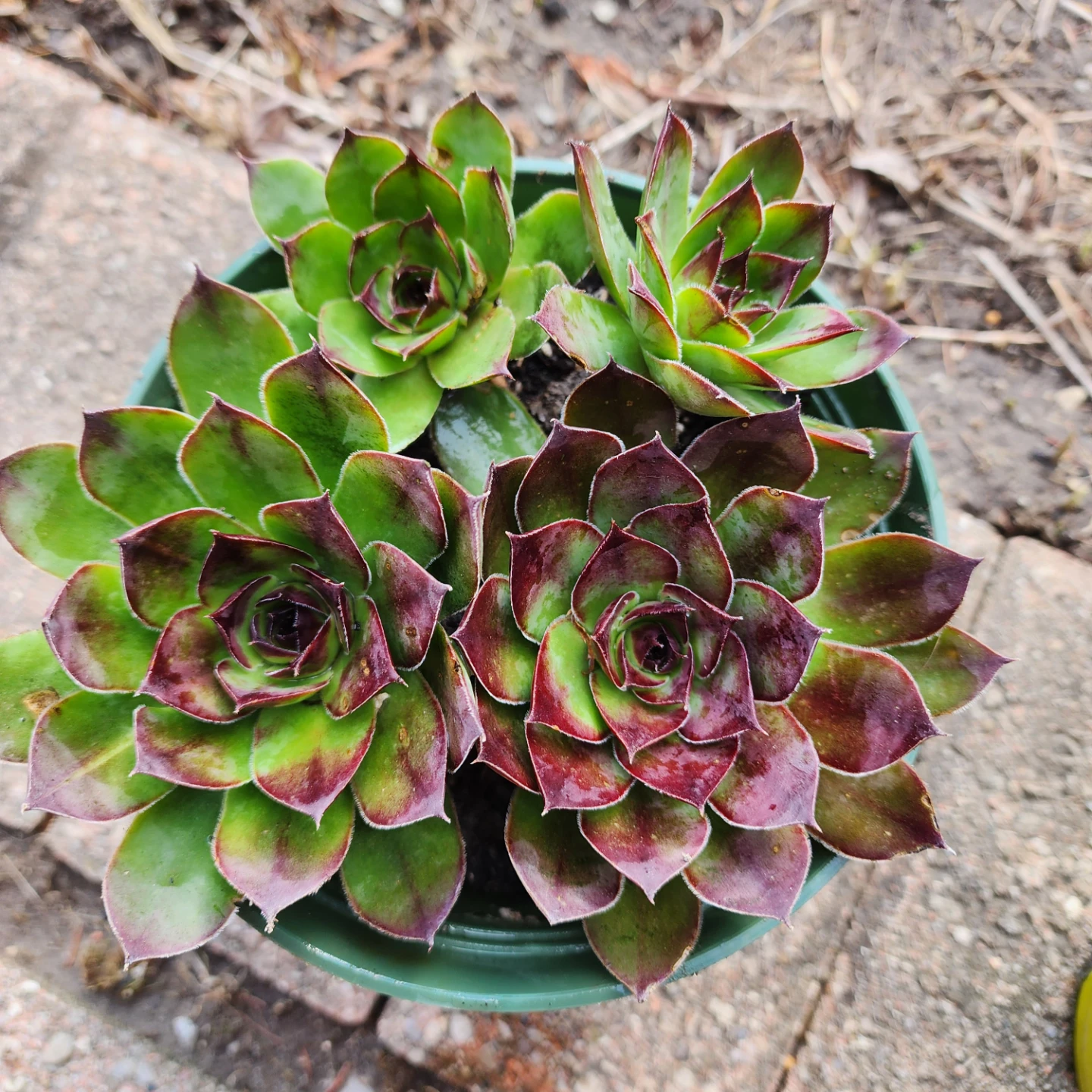 Sempervivum Succulent Plant - photo 4