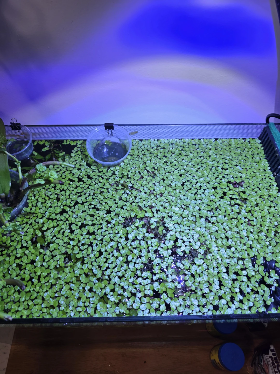 Duckweed for Aquarium Plants