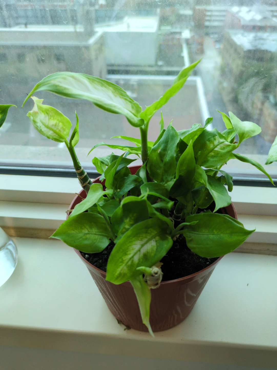 Potted Camille Dieffenbachia Plant