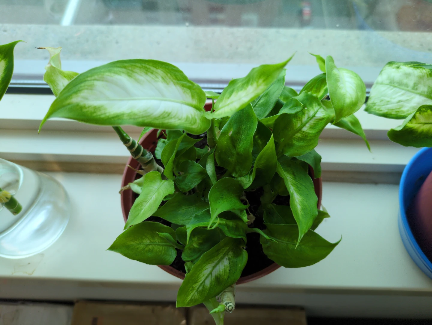 Potted Camille Dieffenbachia Plant - photo 2