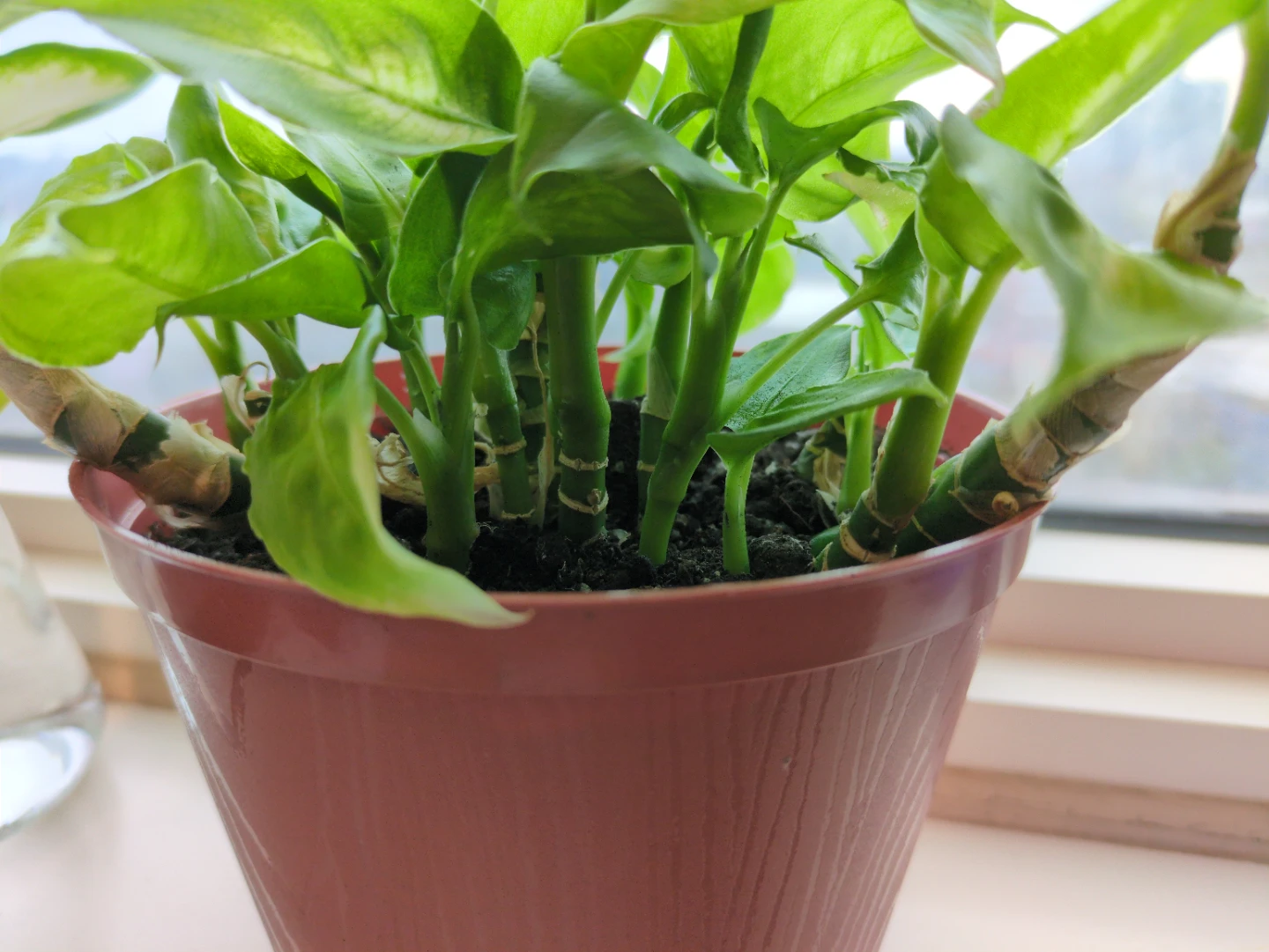 Potted Camille Dieffenbachia Plant - photo 3