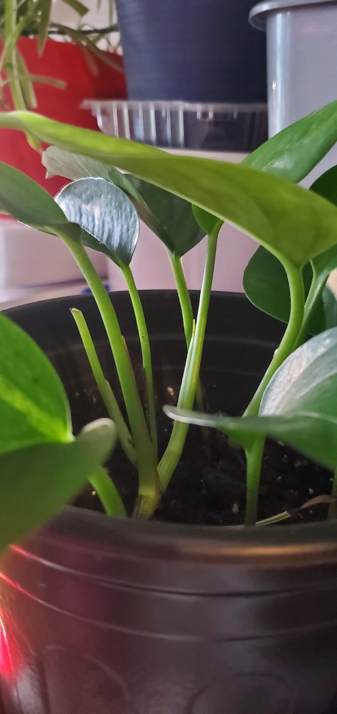 Pothos Plant - photo 3