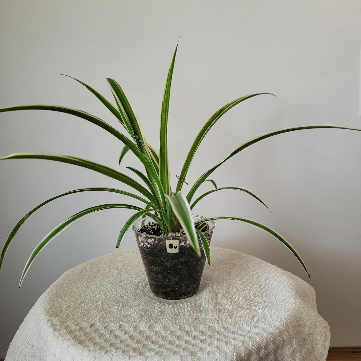 Small Spider Plants