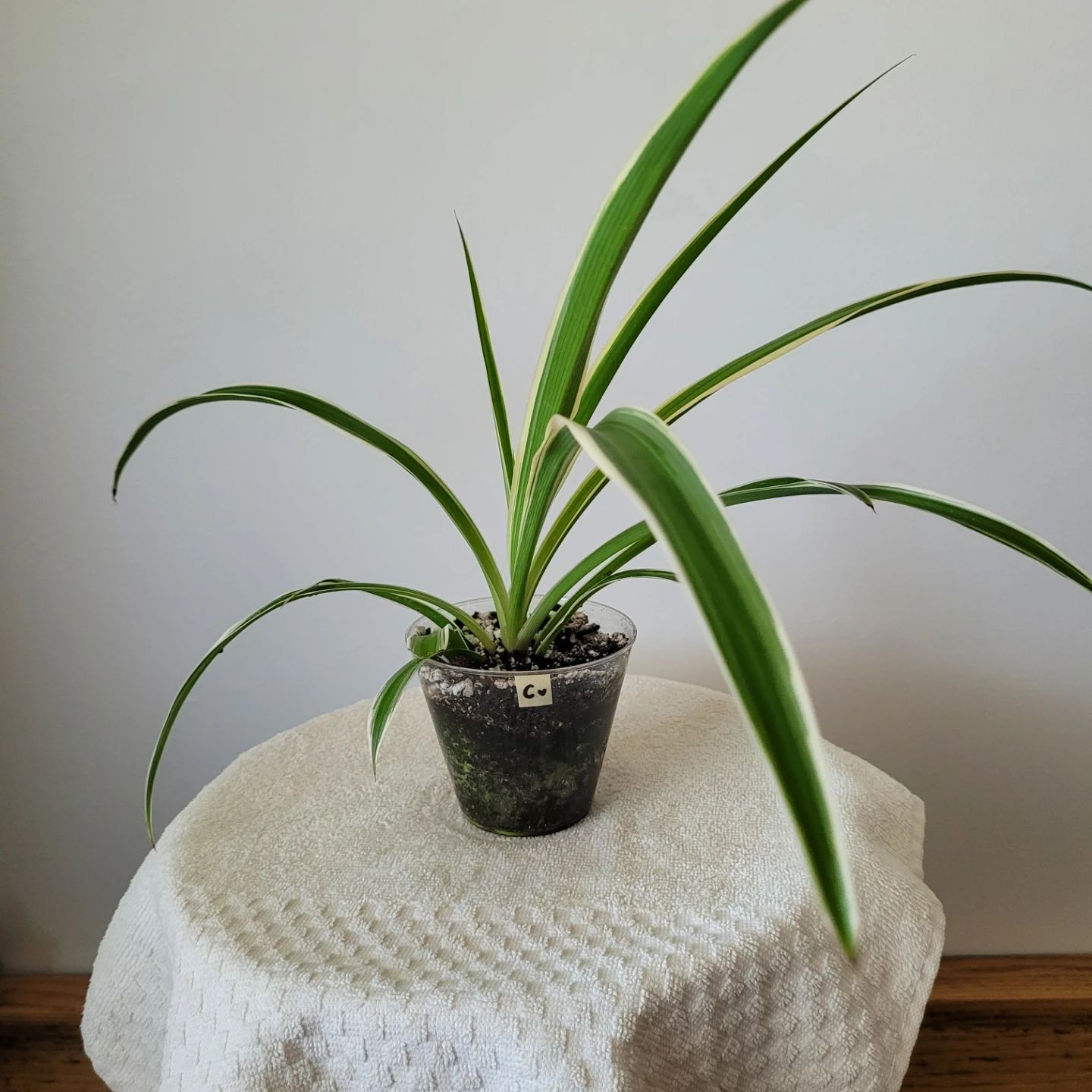 Small Spider Plants - photo 3