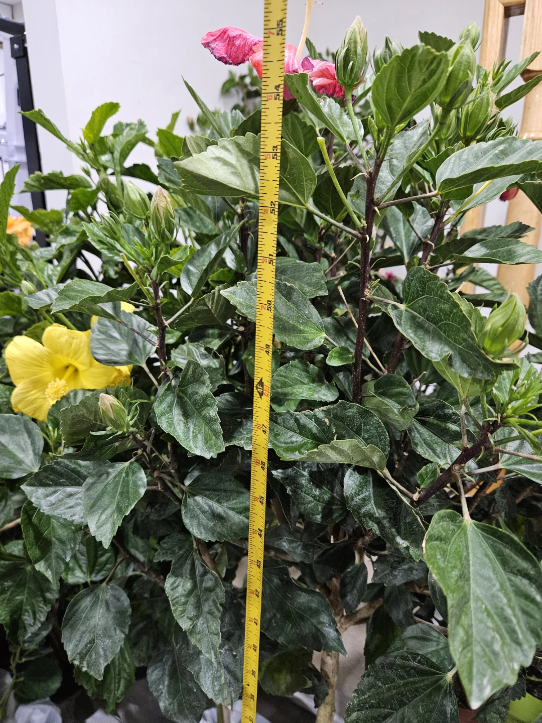Flowering Hibiscus Plant indoor 🌱