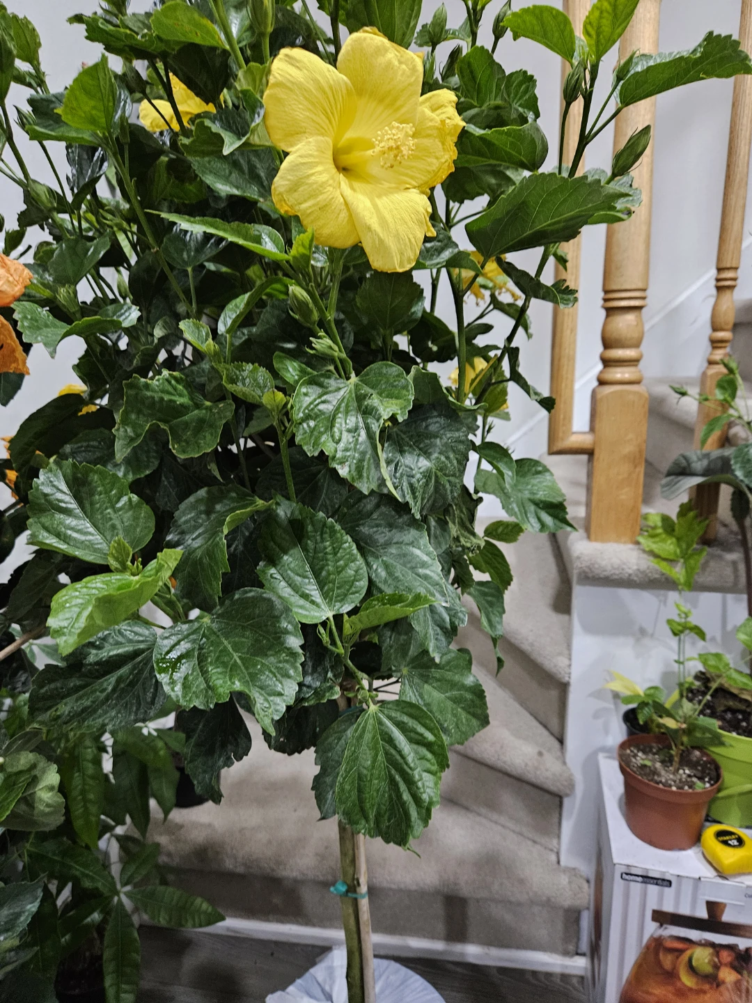 Flowering Hibiscus Plant indoor 🌱 - photo 2
