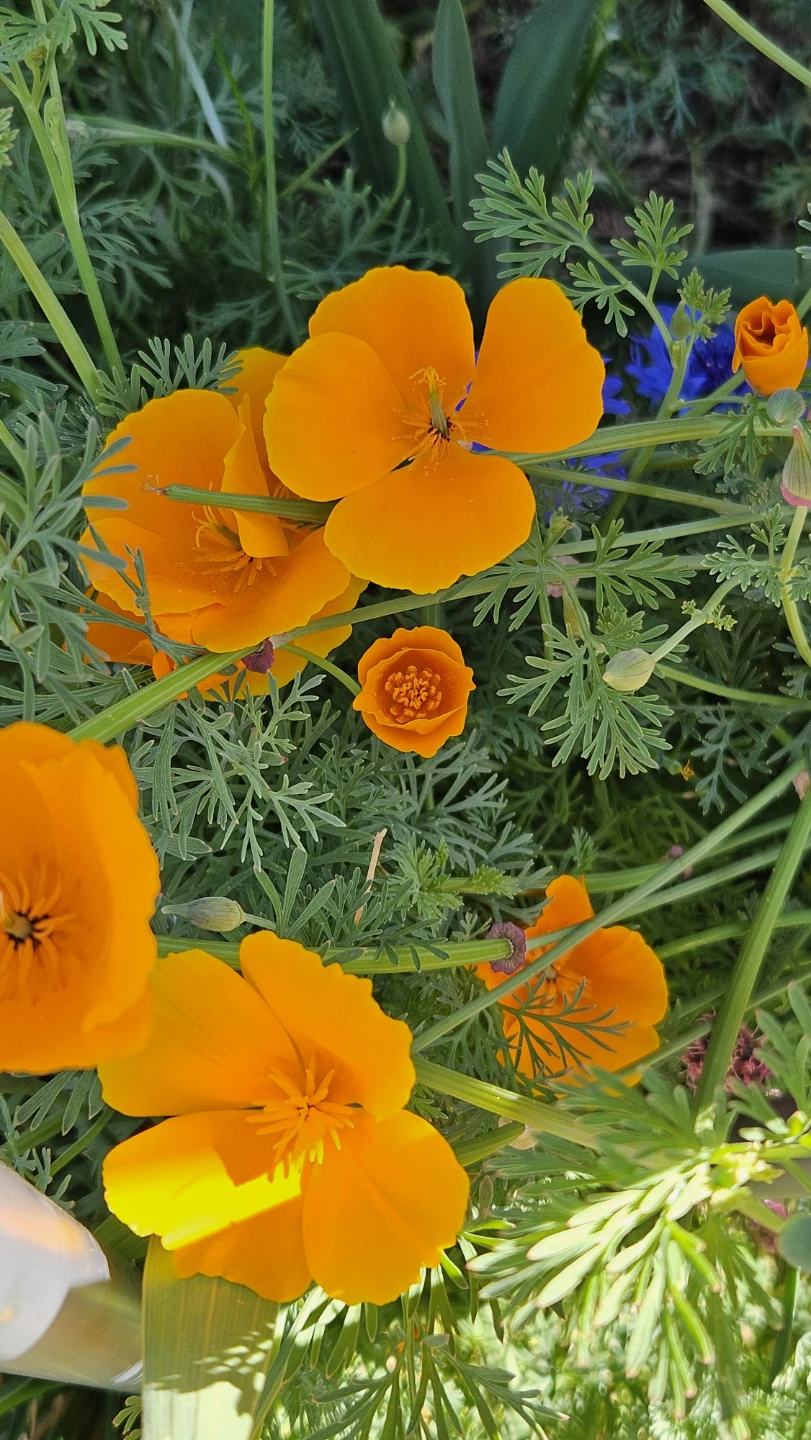 🌱 California Poppies Plant Seeds 🌼