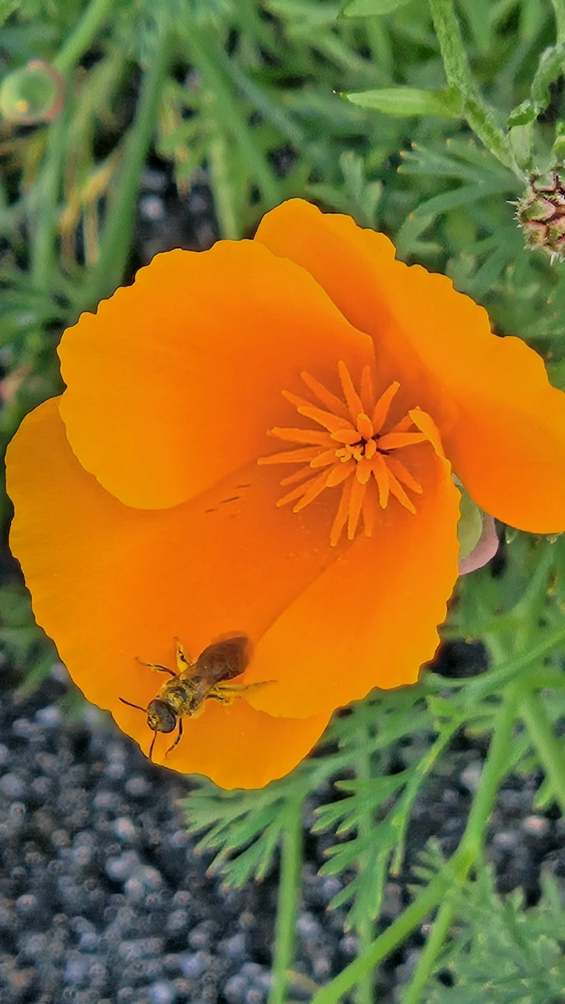 🌱 California Poppies Plant Seeds 🌼 - photo 2