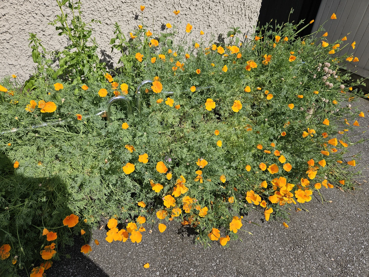 🌱 California Poppies Plant Seeds 🌼 - photo 3