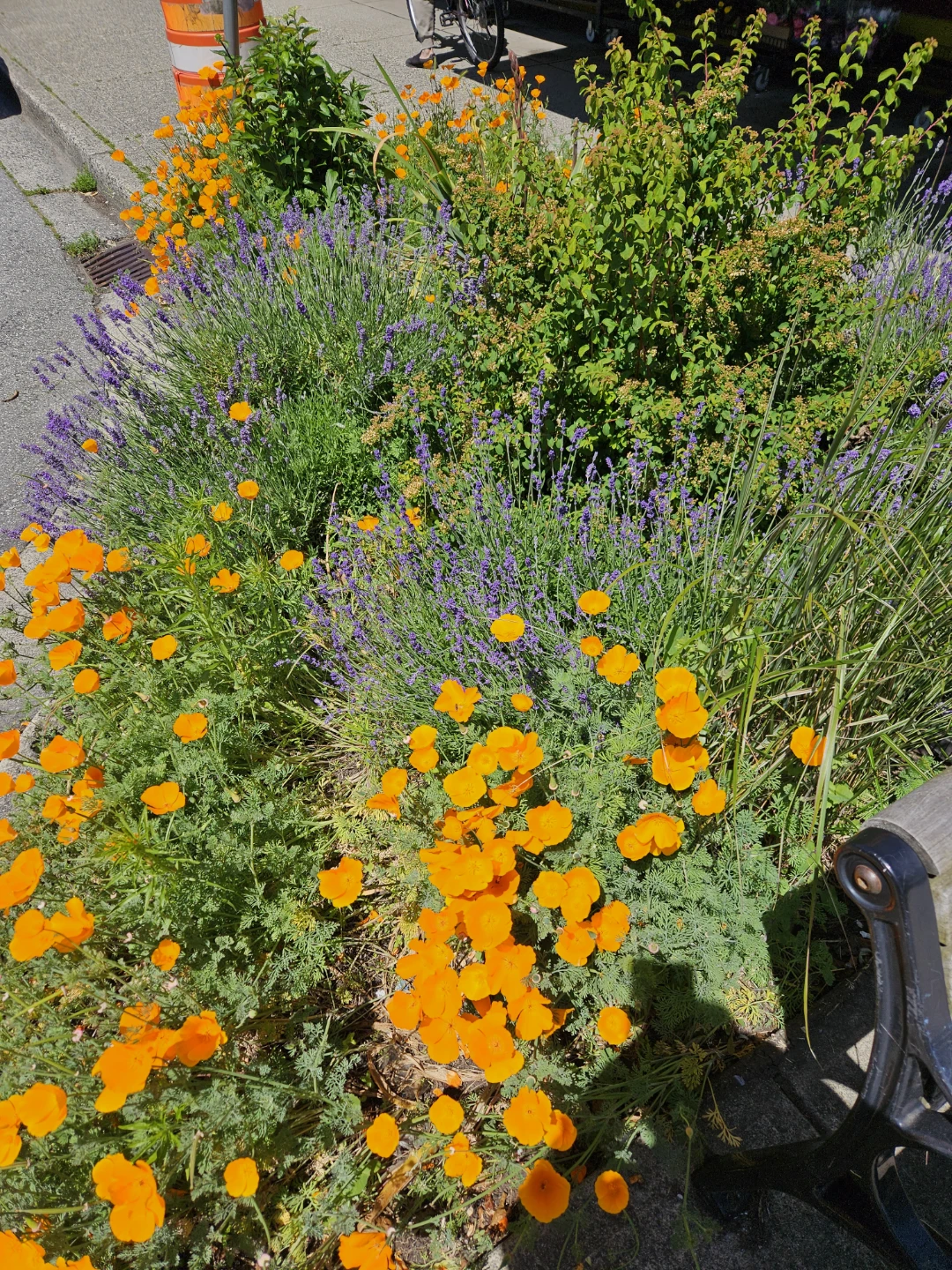 🌱 California Poppies Plant Seeds 🌼 - photo 4