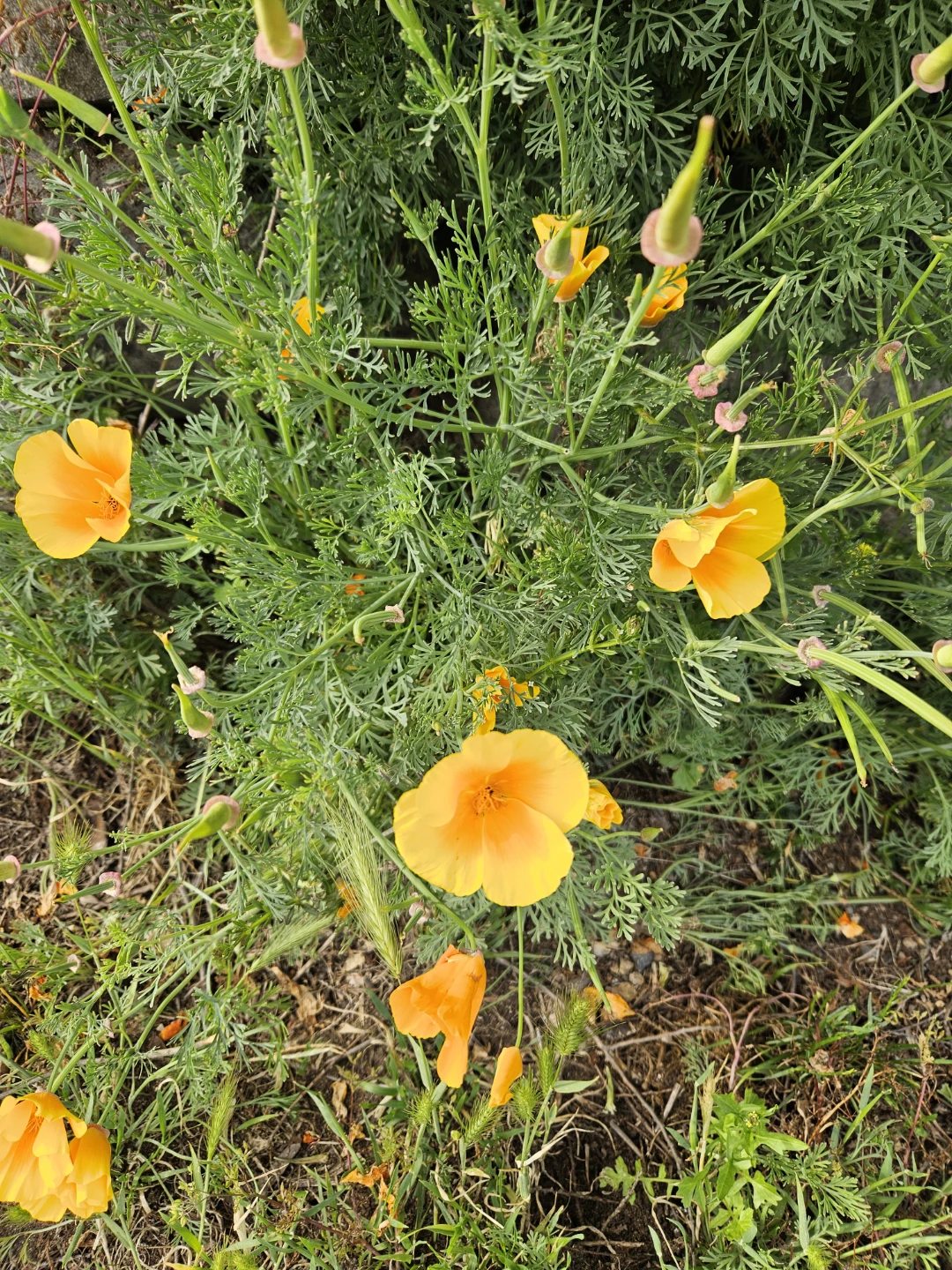 🌱 California Poppies Plant Seeds 🌼 - photo 5