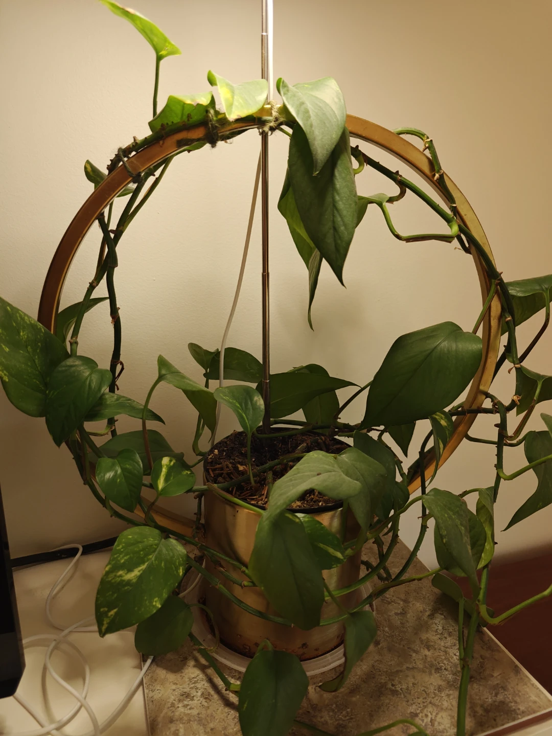 Pothos Plant