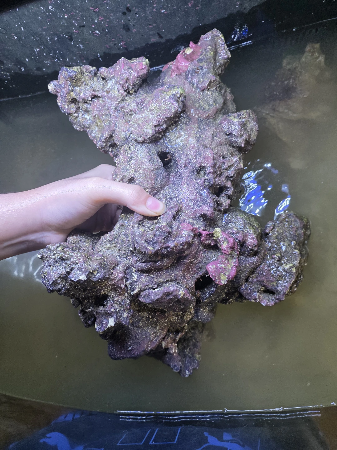 Live Aquarium Rock Pieces - Assorted