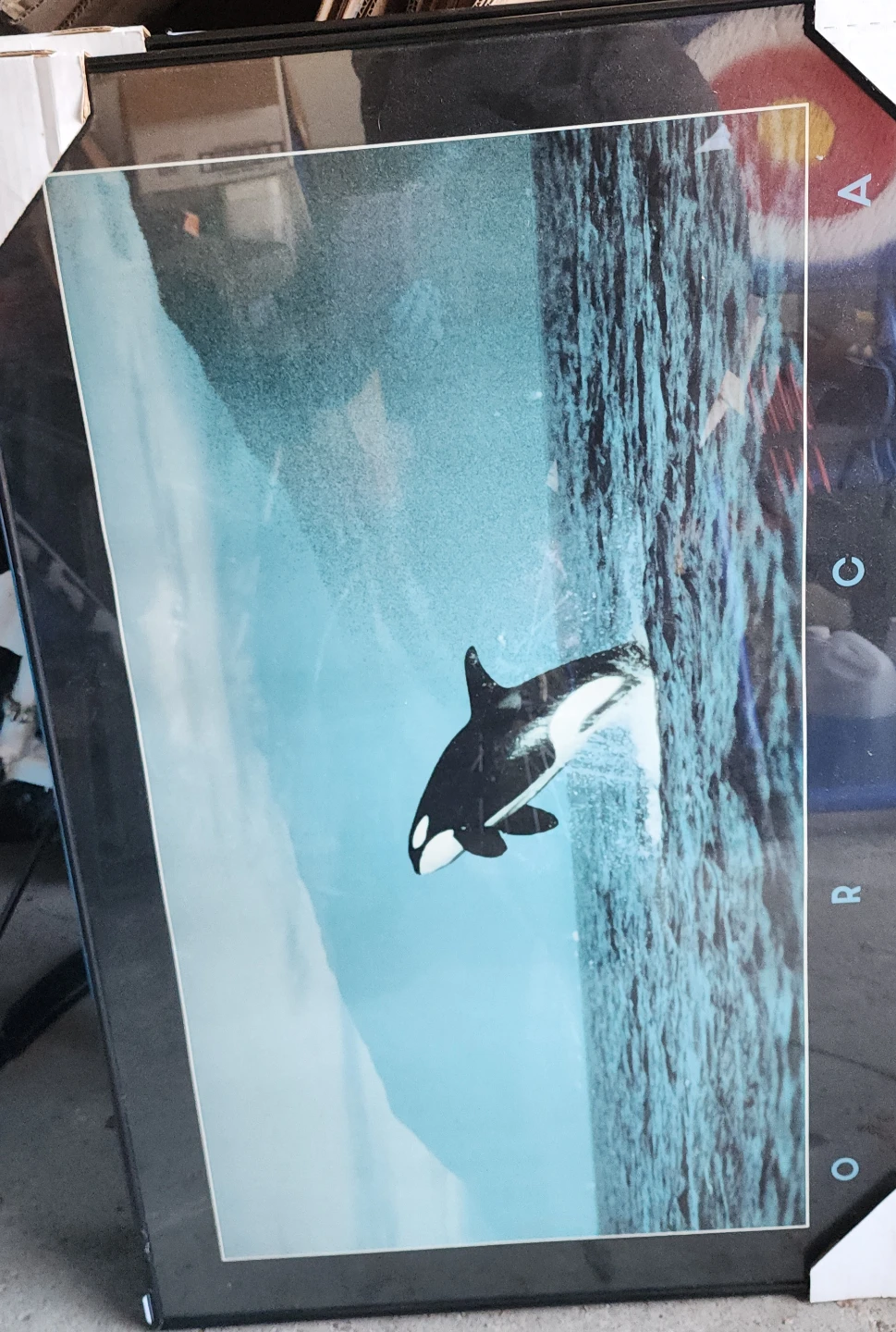 Framed Orca Whale Art Print