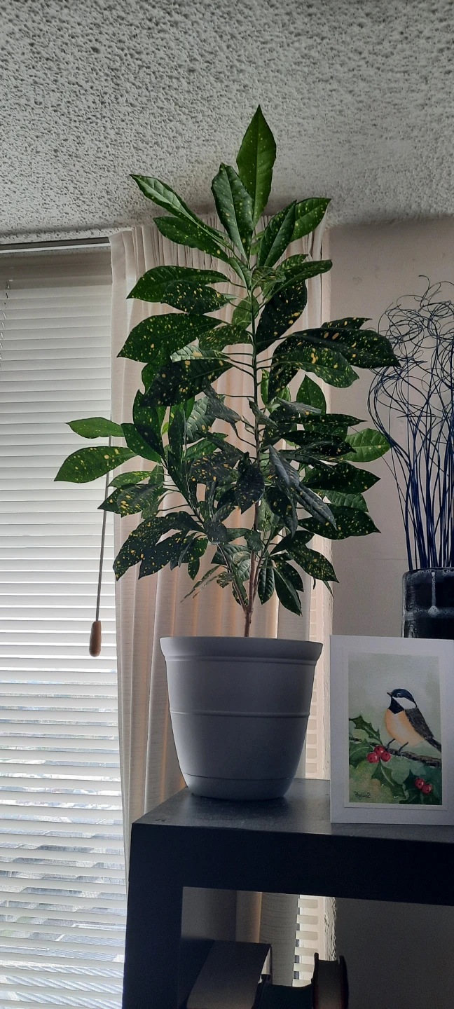 2 Spotted Aucuba Plants - photo 2