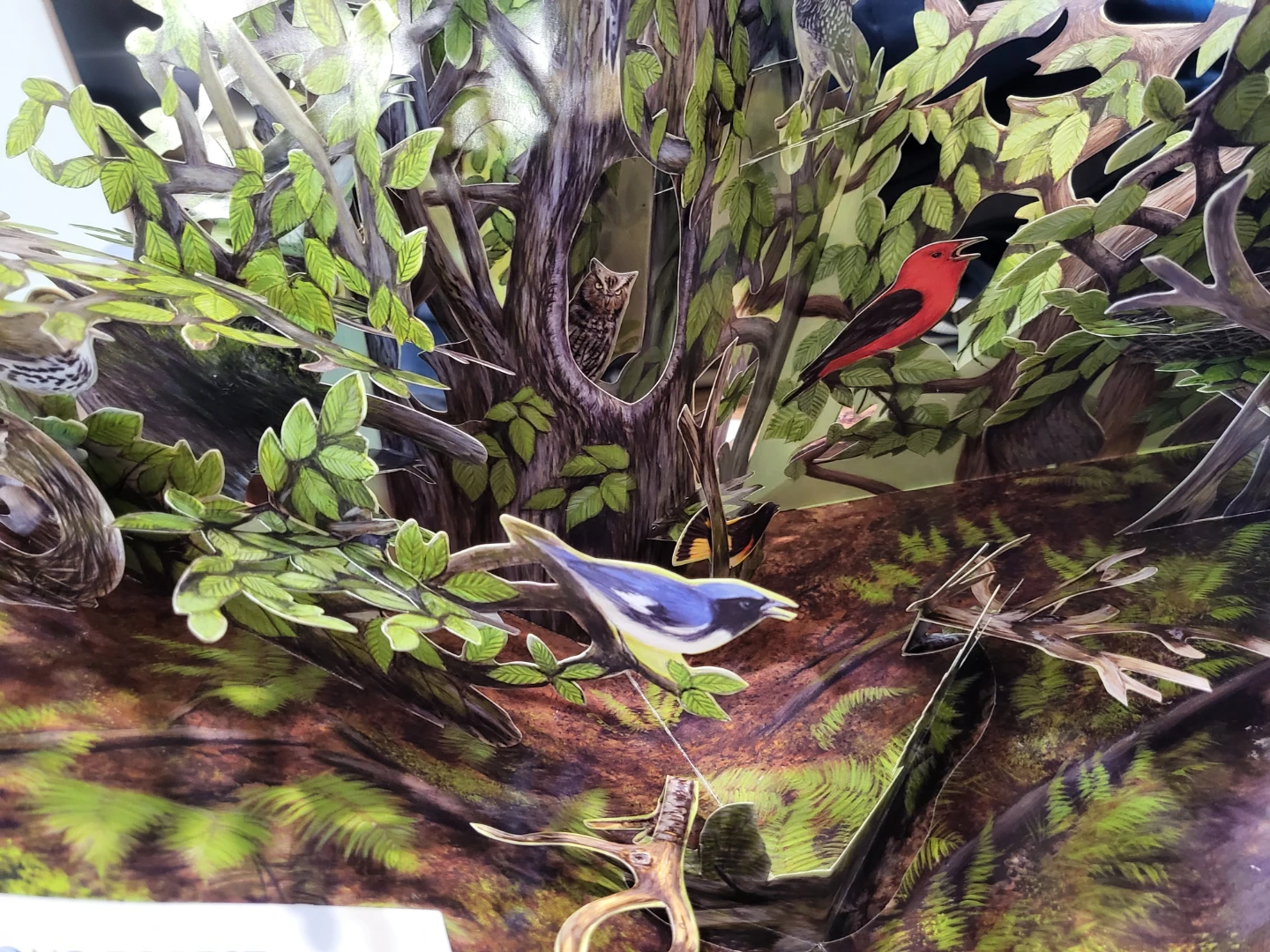 A Pop-Up Celebration of Bird Songs in Stereo Sound Book - photo 3