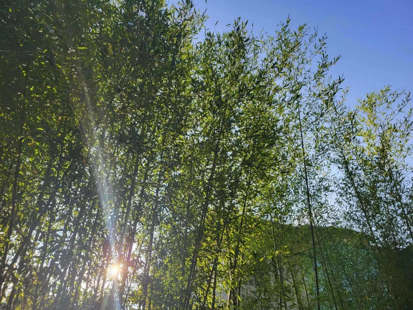 Bamboo Plants