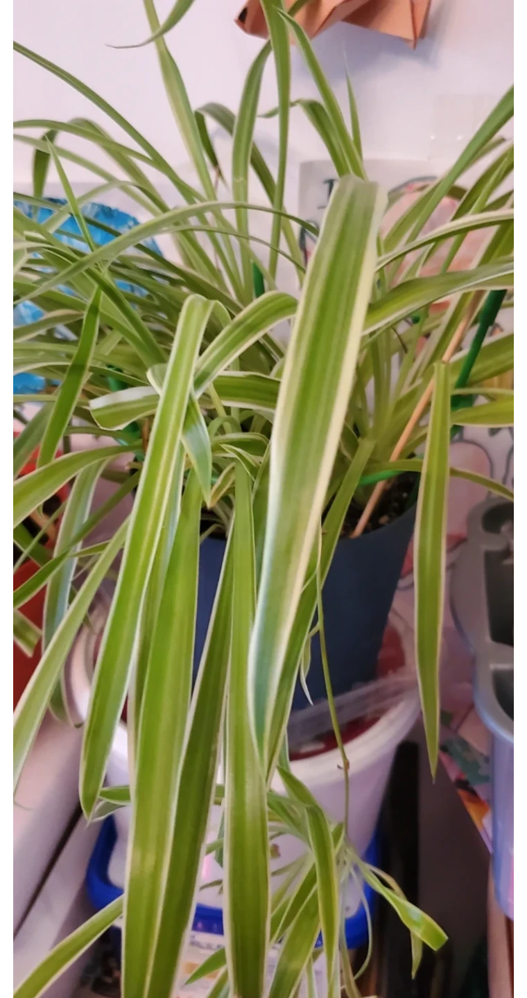 Spider Plant with Variegated Leaves - photo 2