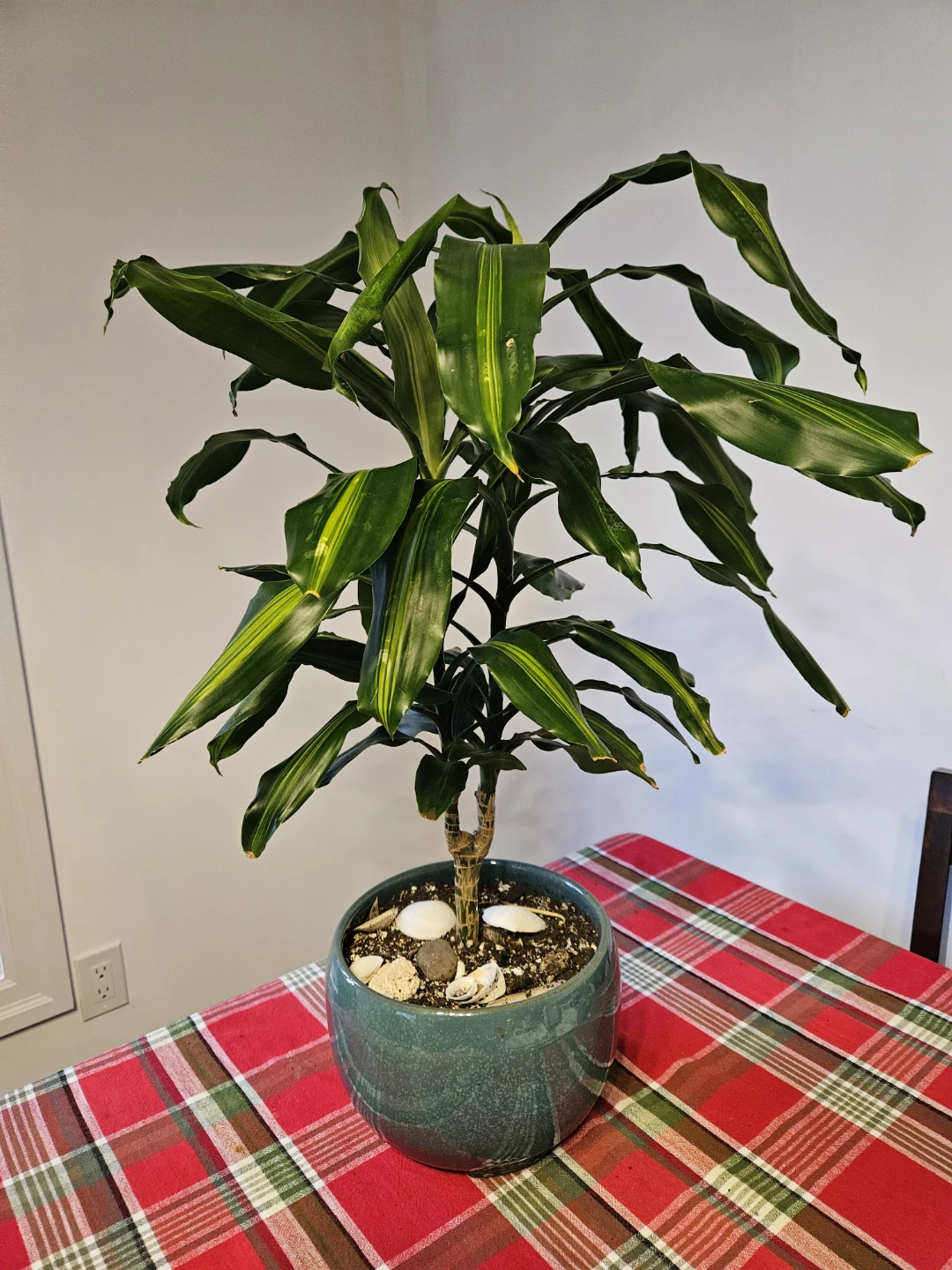 Potted Dracaena Plant - photo 3