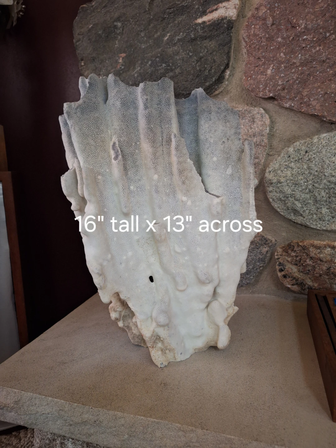 Genuine Atlantic Coral - photo 2