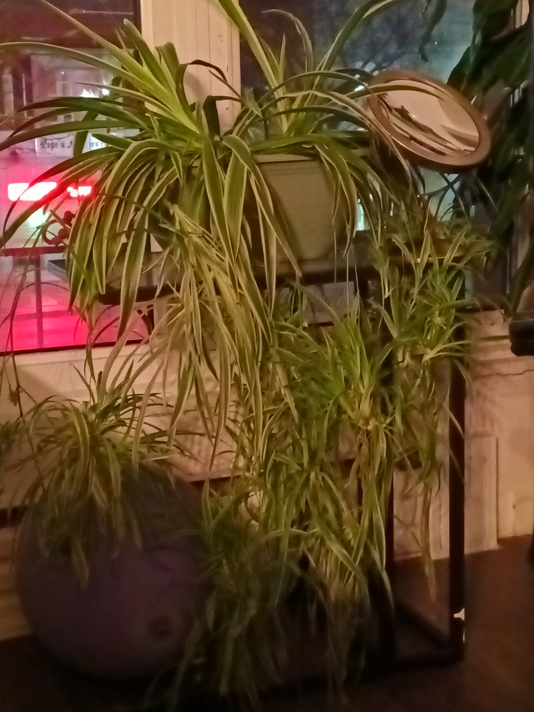Spider Plant babies
