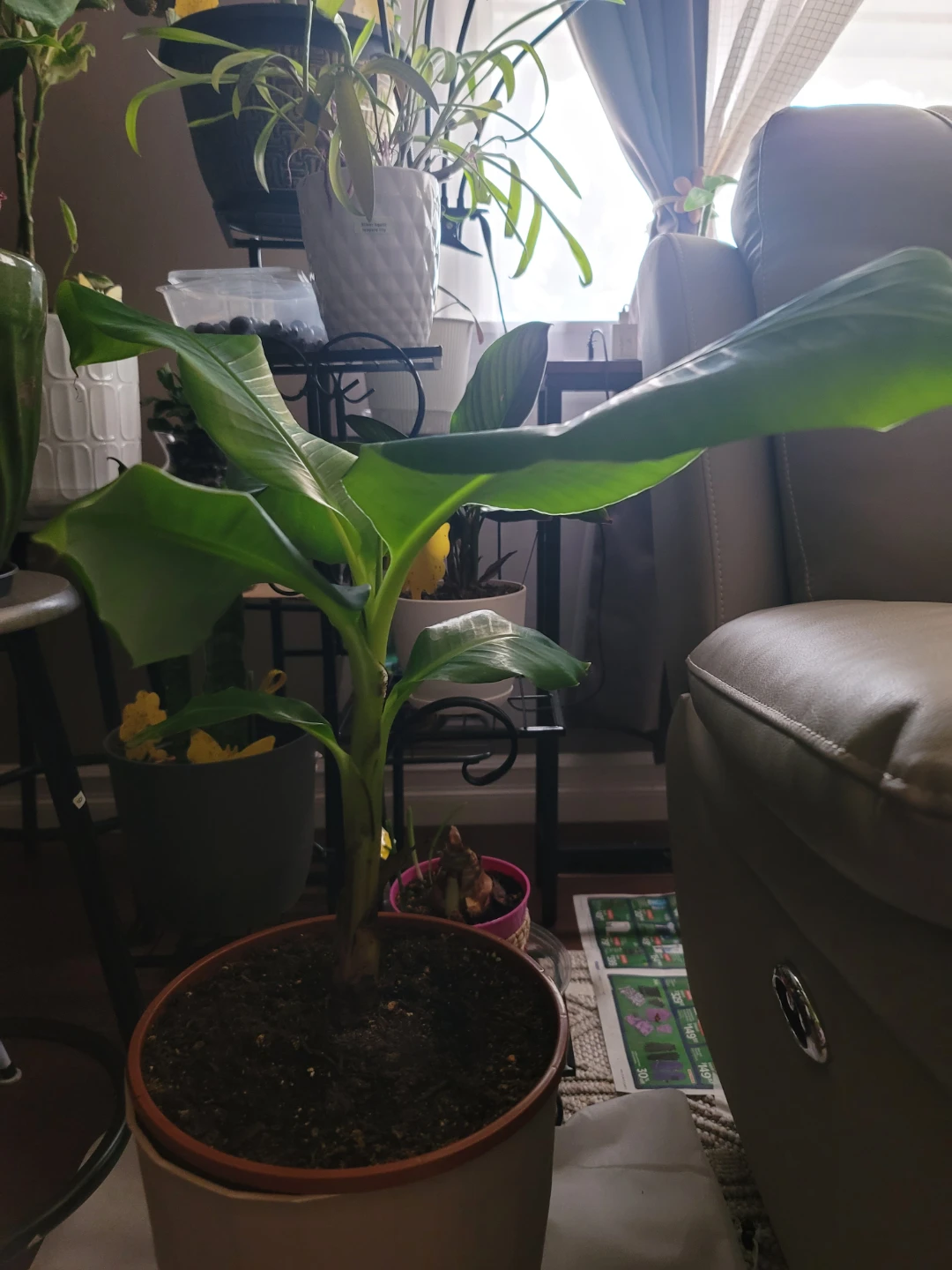 Potted Banana Plant