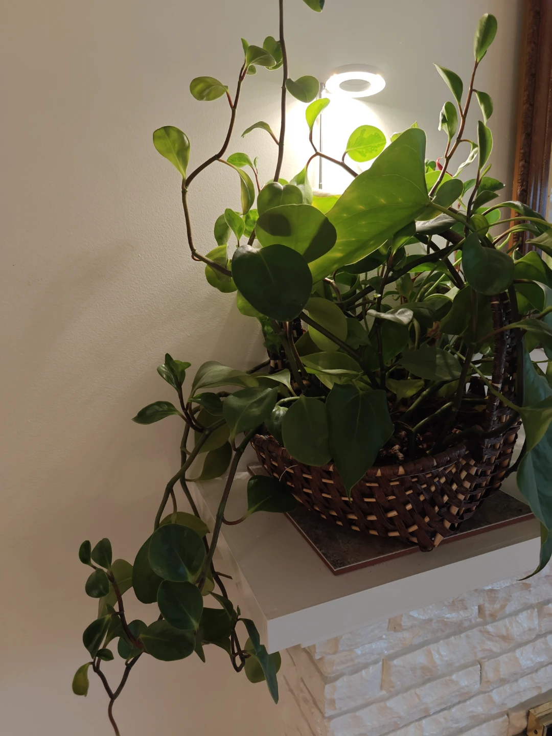 Healthy Houseplant in Wicker Basket