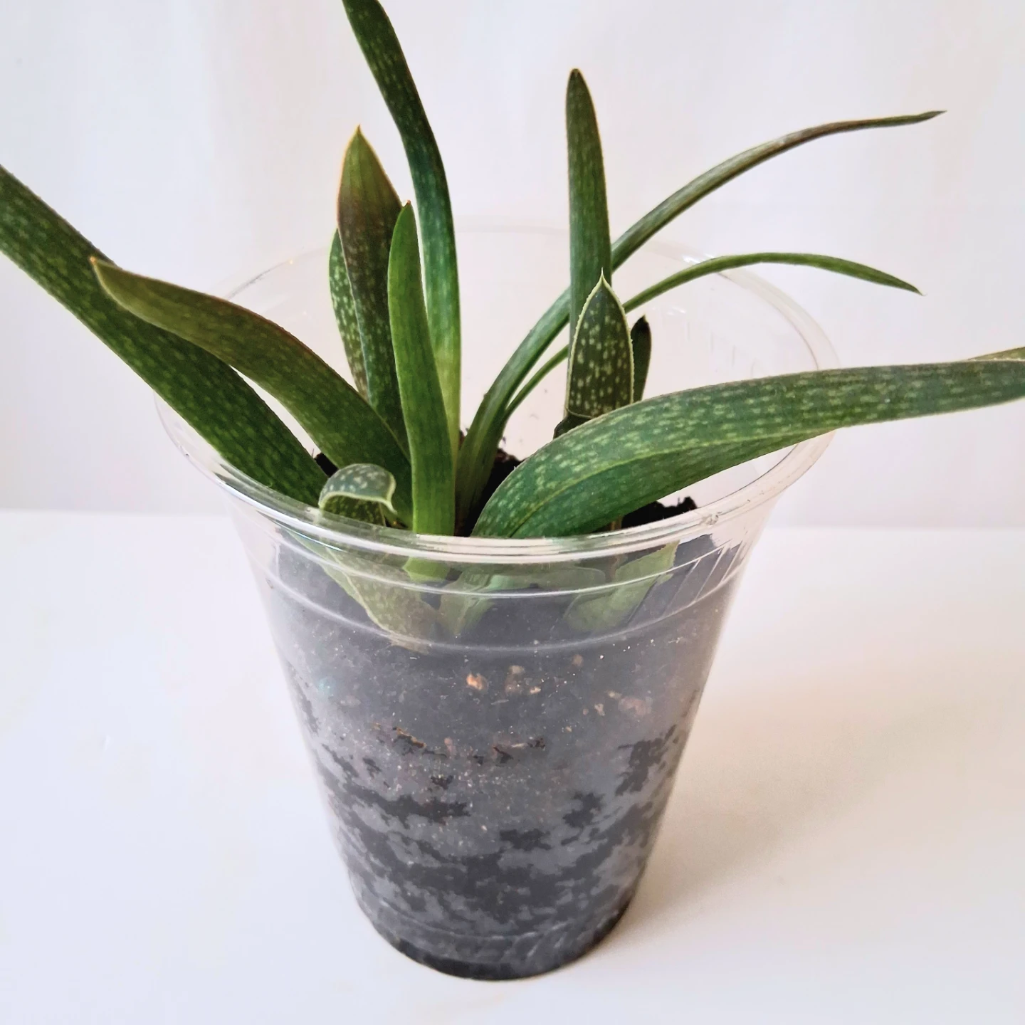 🌱 Aloe 🌻