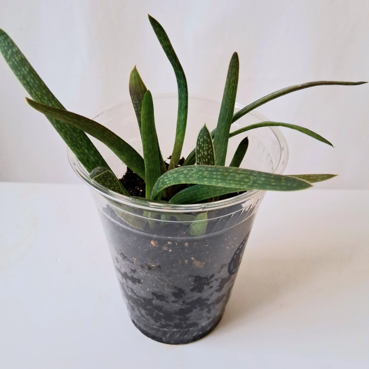 🌱 Aloe 🌻 - photo 3