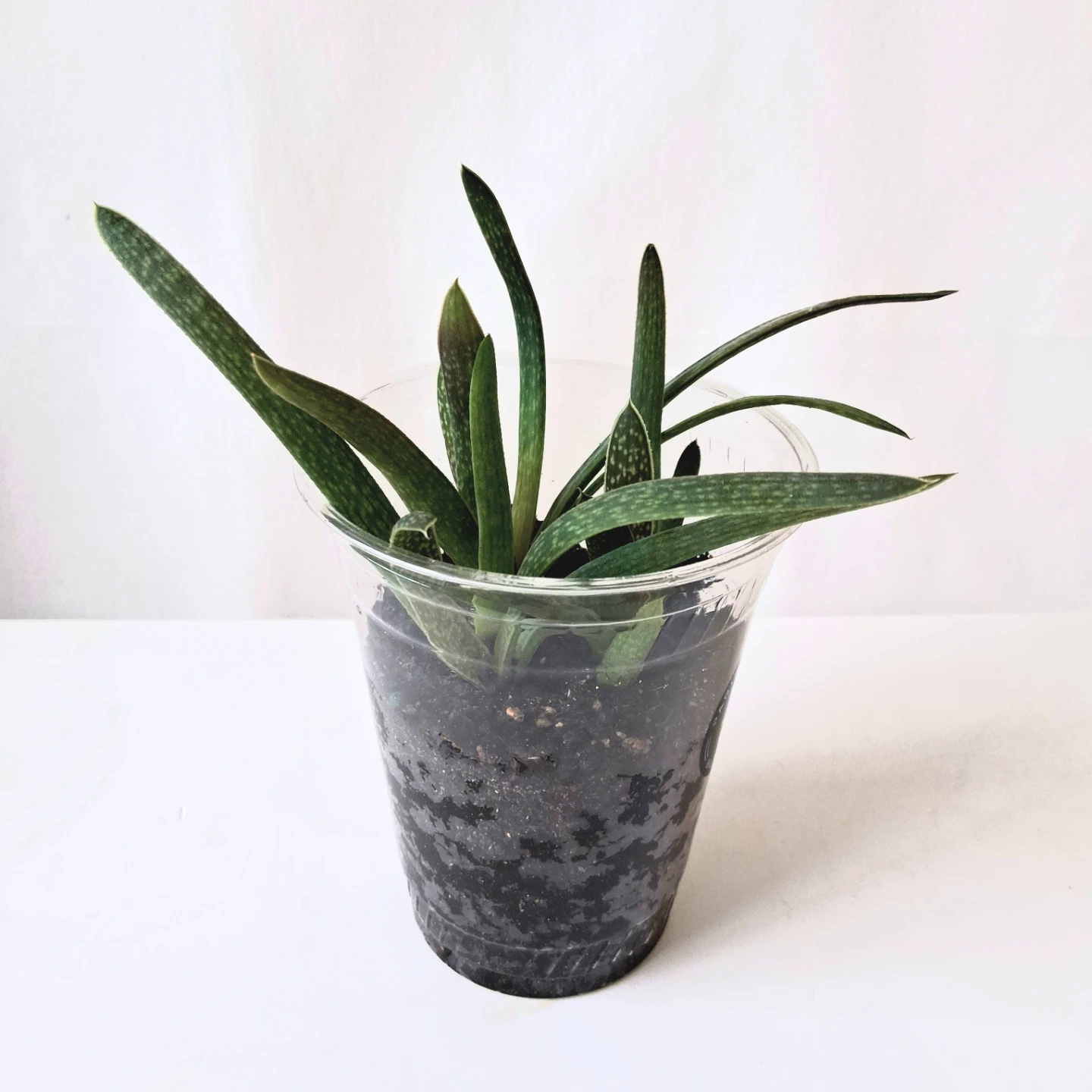 🌱 Aloe 🌻 - photo 4