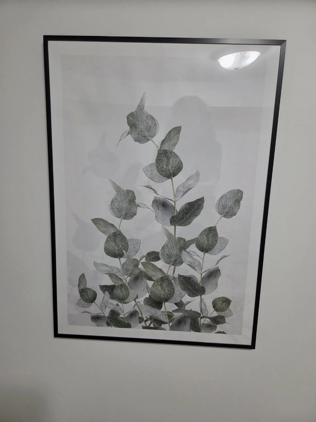 Framed Eucalyptus Botanical Print