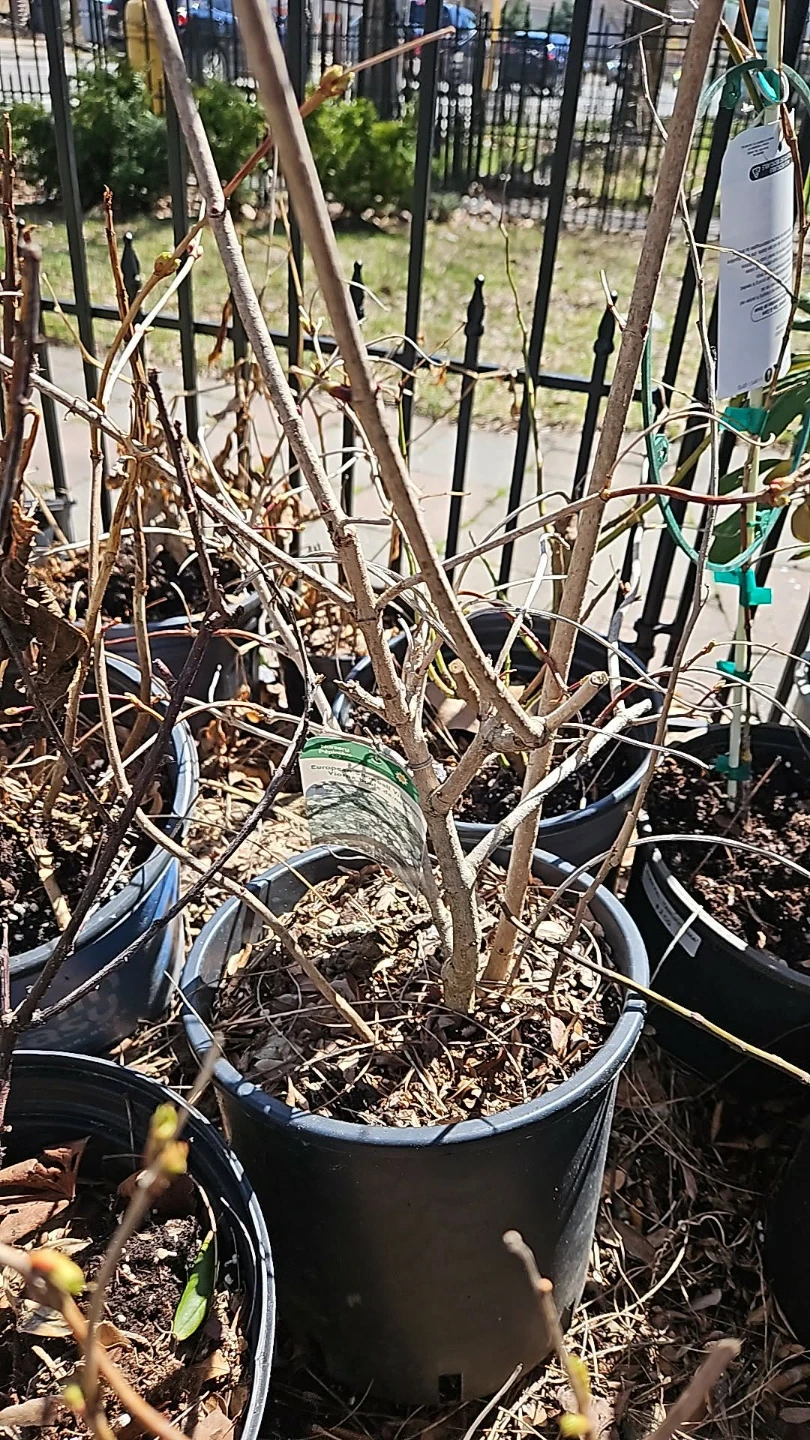 European snowball tree