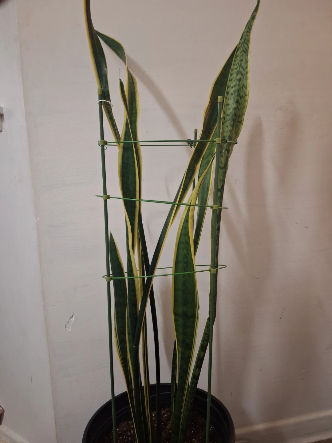 50 " tall, Sansevieria Snake Plant in Pot