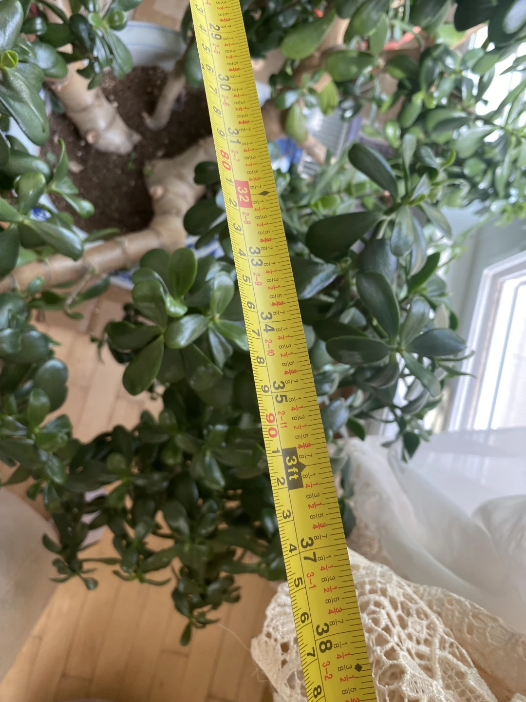 Large Jade Plant - photo 3