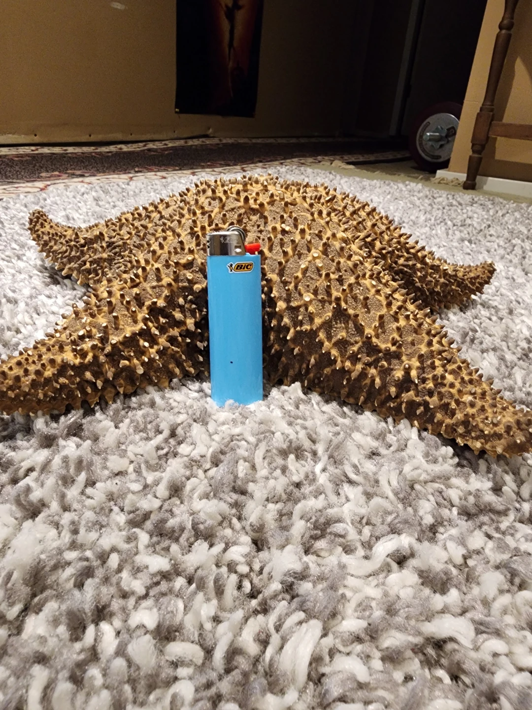 Large Dried Starfish Specimen - photo 2