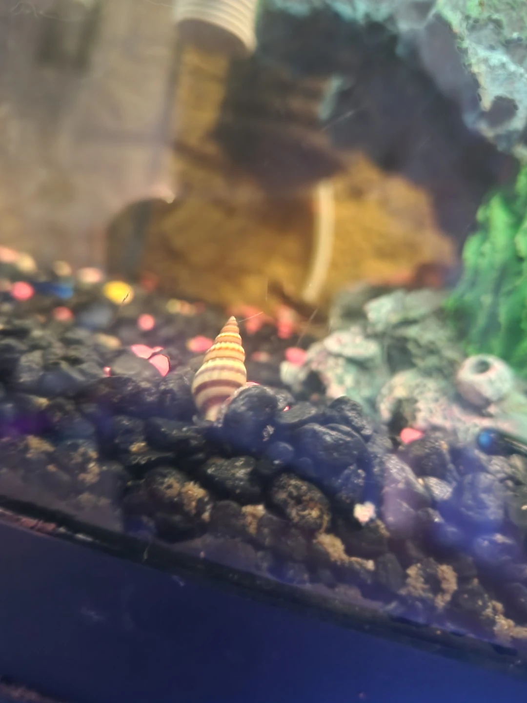 Assasin Snails