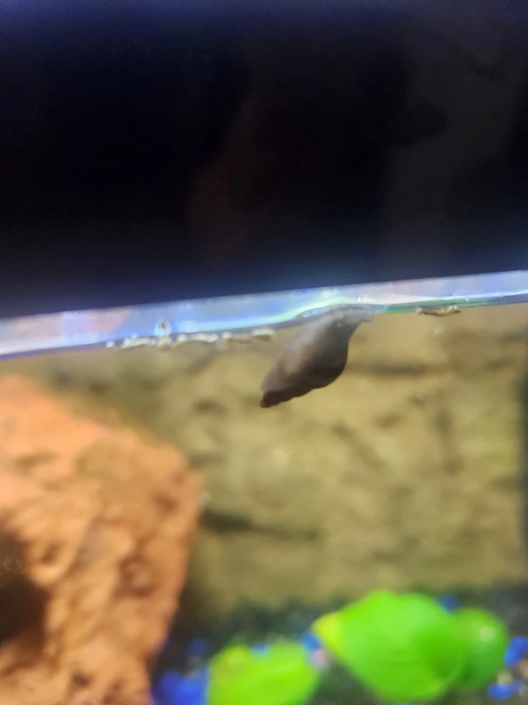 Assasin Snails - photo 2
