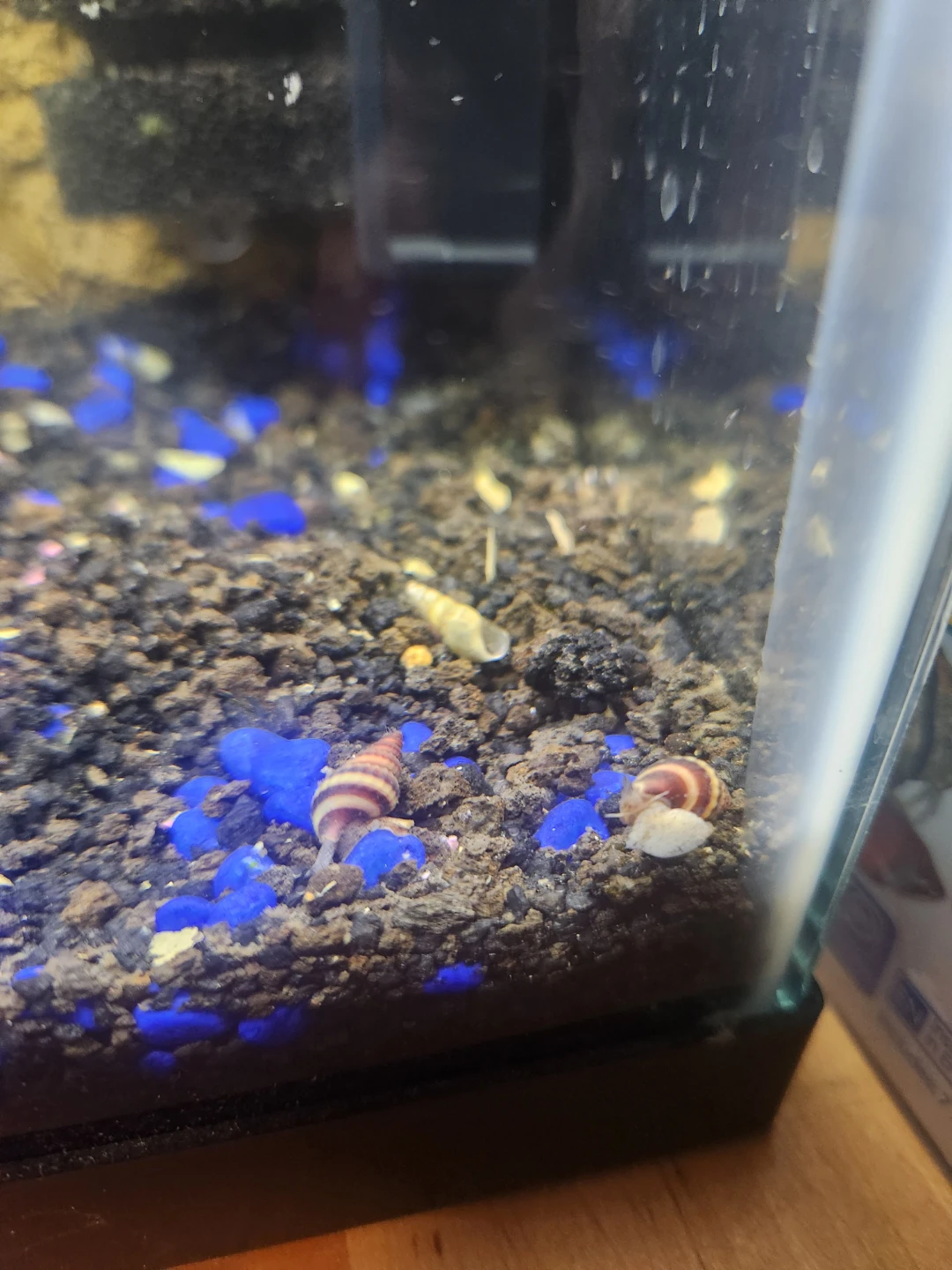 Assasin Snails - photo 3