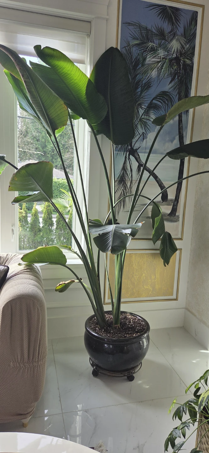 Large Bird of Paradise Plant in Black Pot