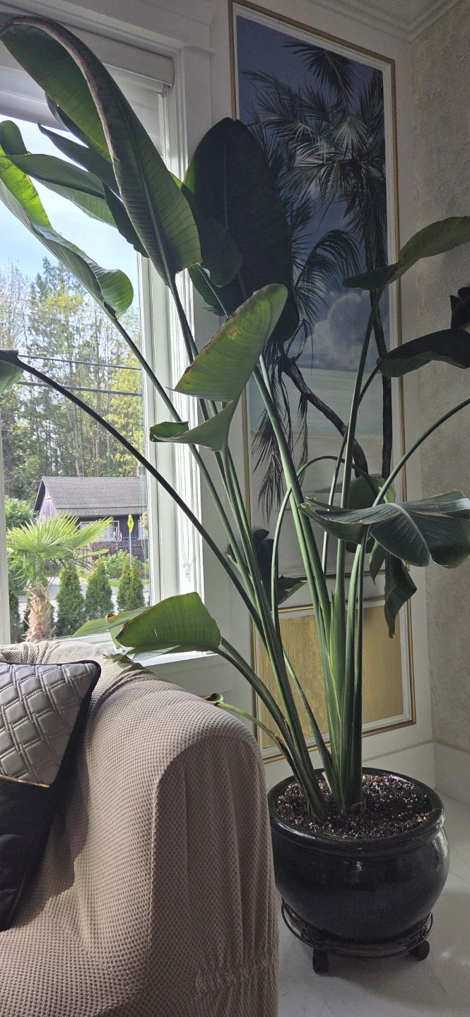 Large Bird of Paradise Plant in Black Pot - photo 2