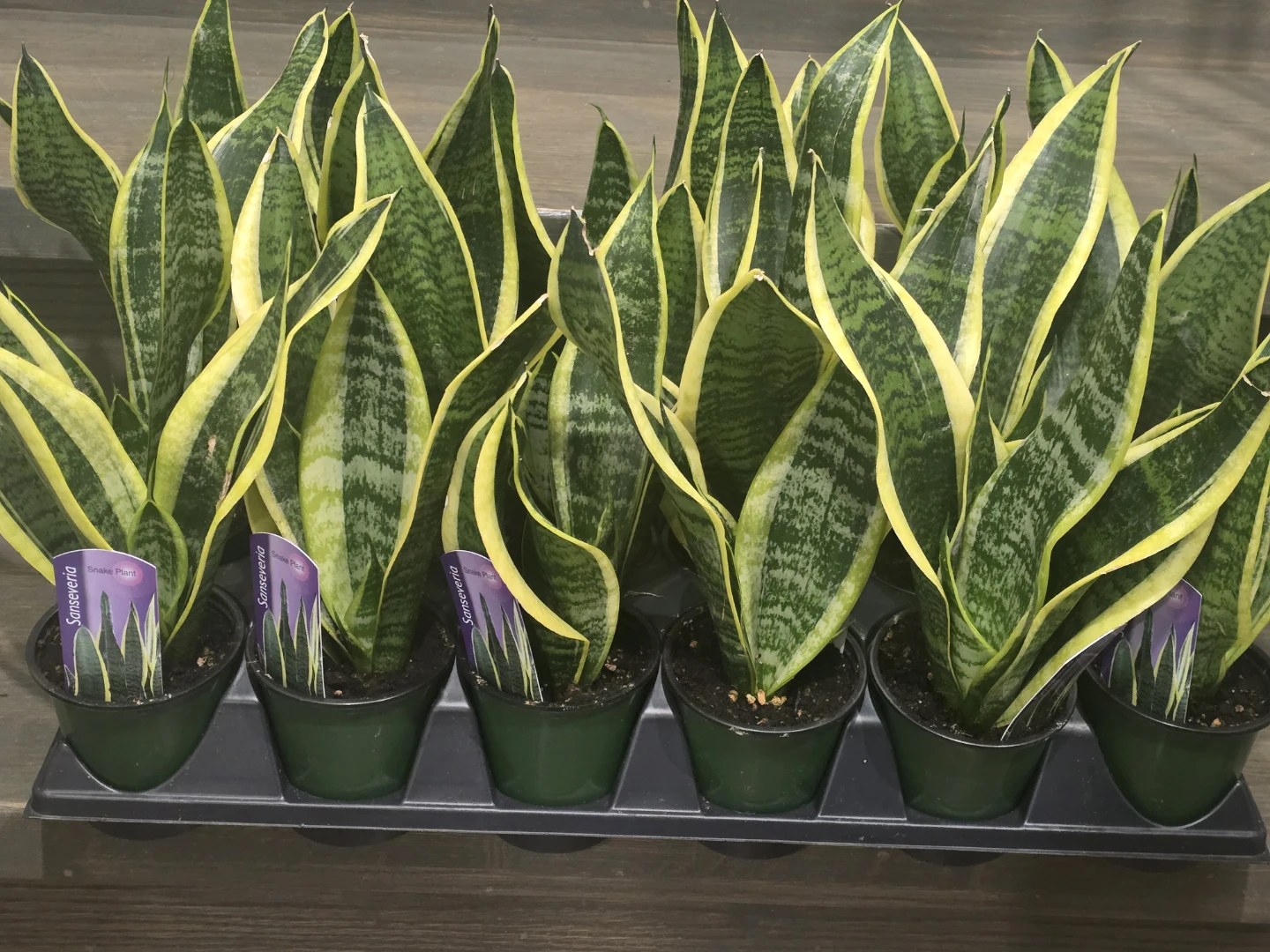 Snake Plant (Sansevieria) - Golden Hahnii