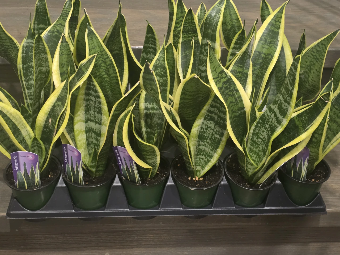 Snake Plant (Sansevieria) - Golden Hahnii - photo 2