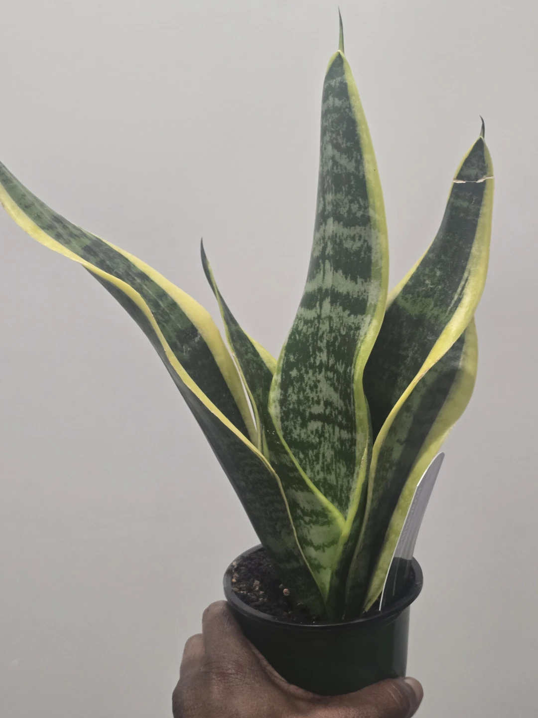 Snake Plant (Sansevieria) - Golden Hahnii - photo 3