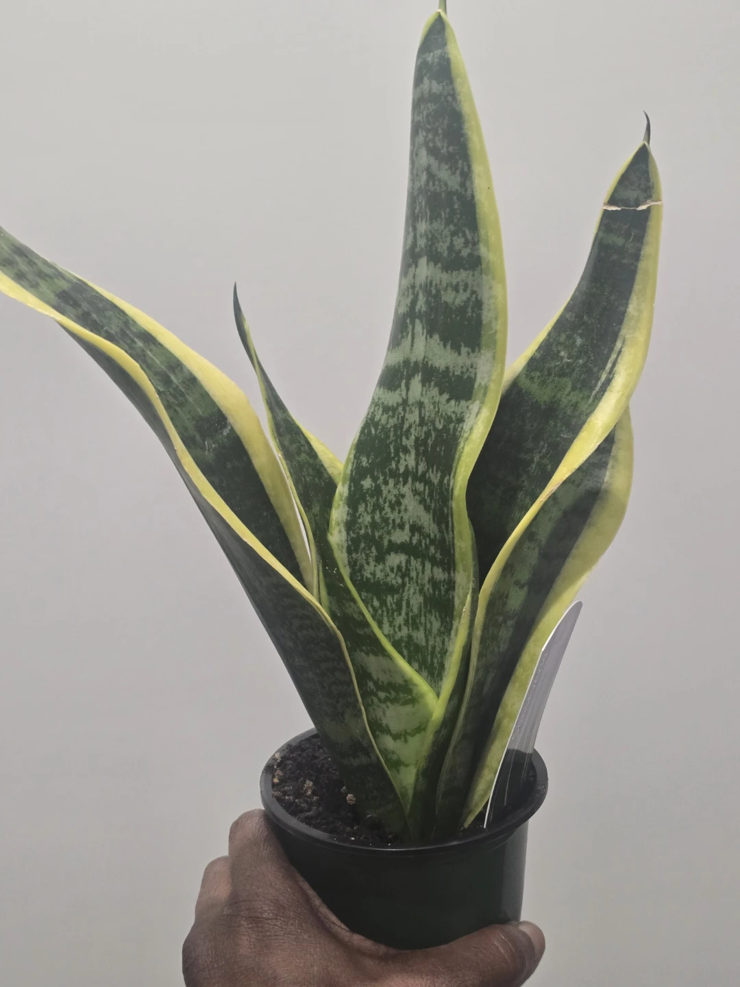 Snake Plant (Sansevieria) - Golden Hahnii - photo 4