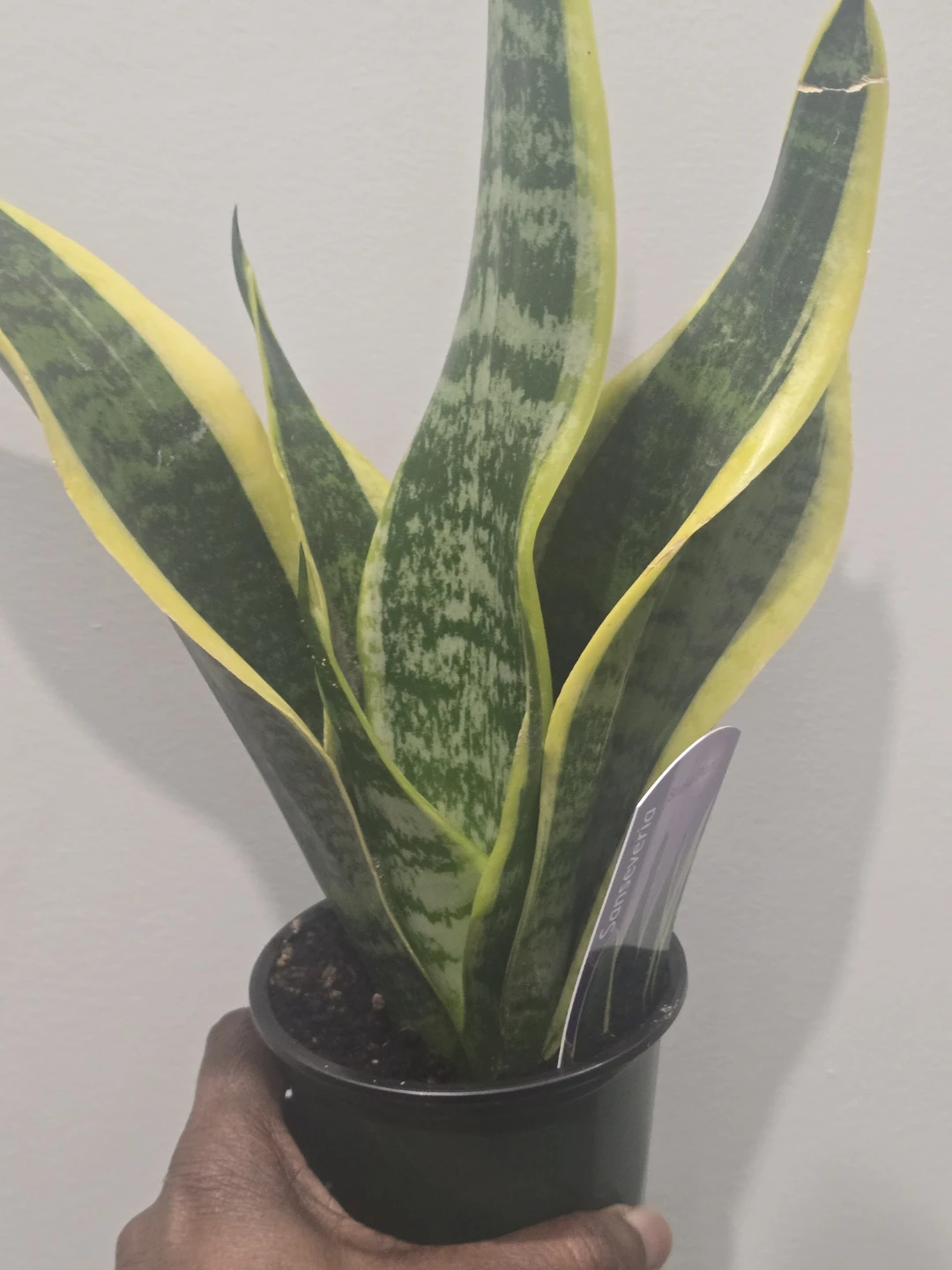 Snake Plant (Sansevieria) - Golden Hahnii - photo 5