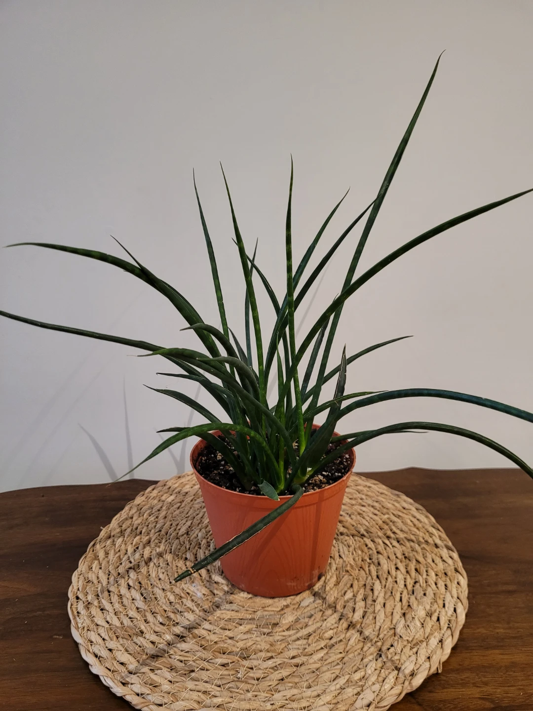 Fernwood plant in a pot