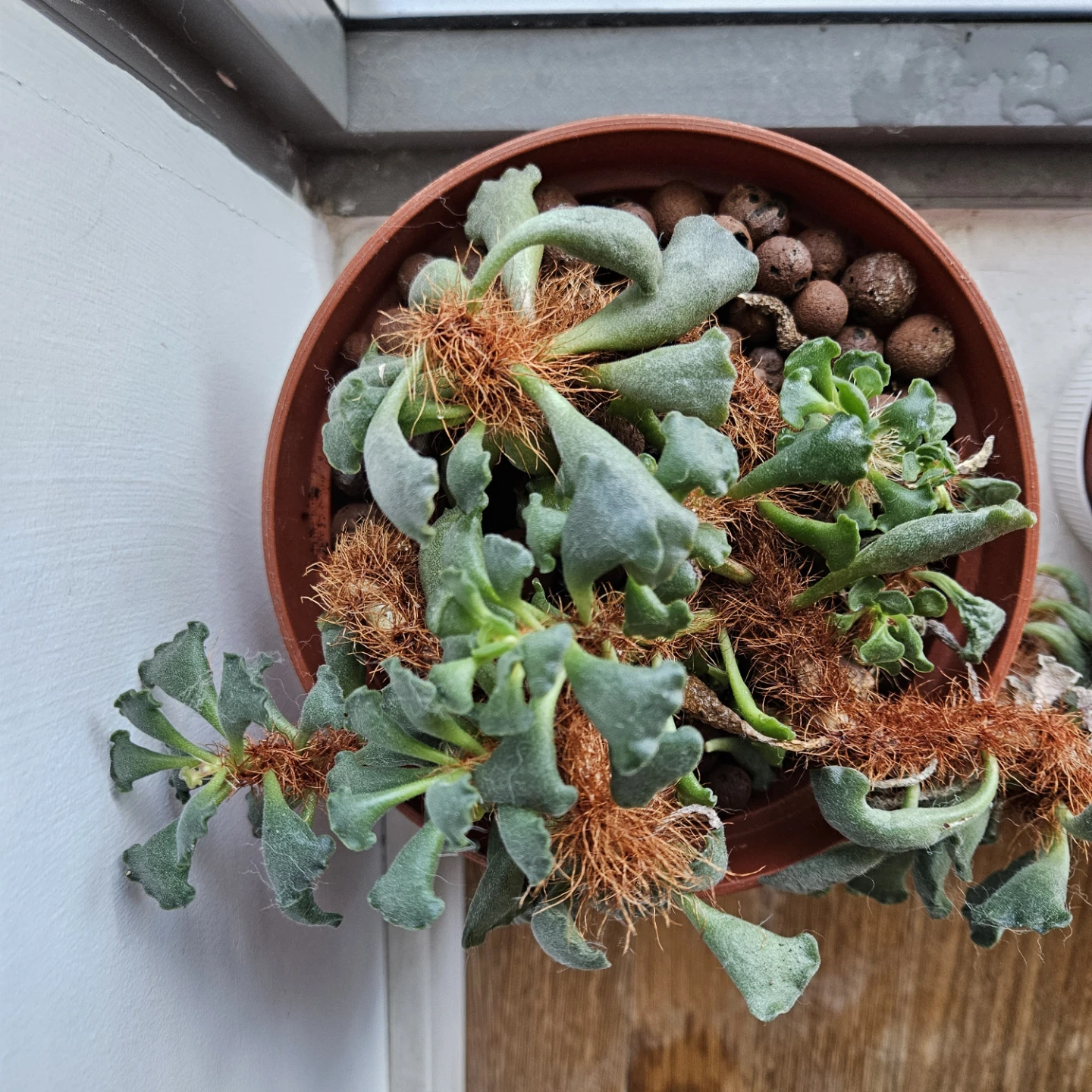 Moving sale! Crinkle leaf succulent