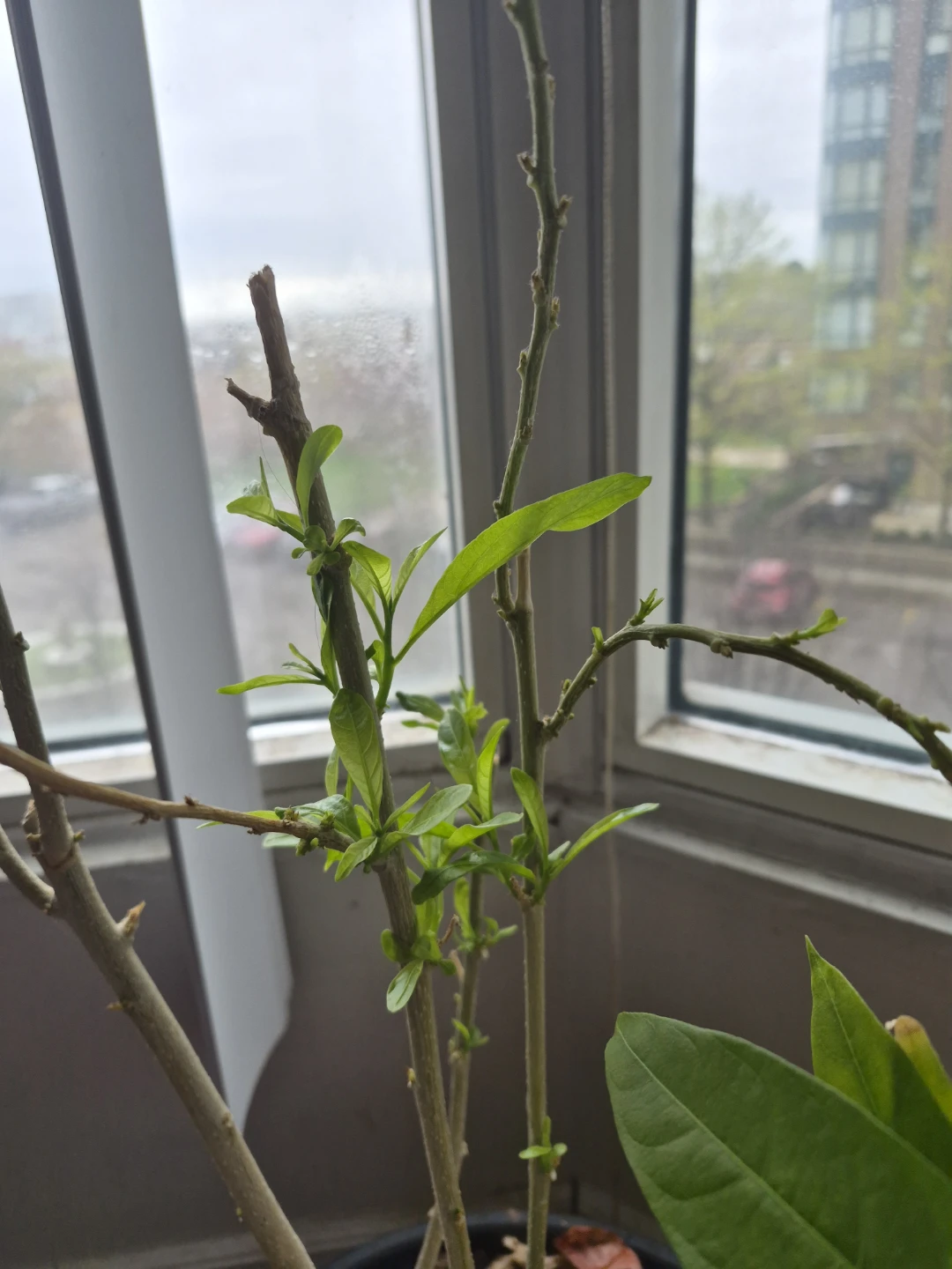 Night blooming Jasmine and curry leave potted plants - photo 2